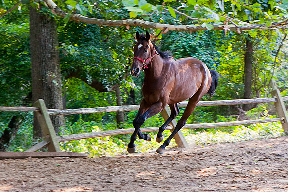 SollyAve_HorseStable-21