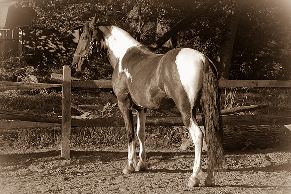 SollyAve_HorseStable-48