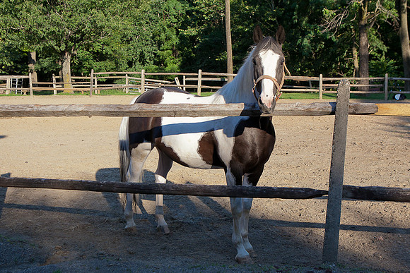 SollyAve_HorseStable-37