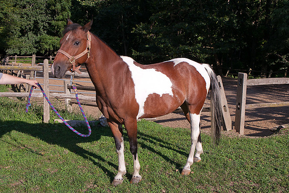 SollyAve_HorseStable-32
