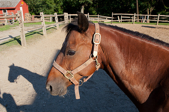 SollyAve_HorseStable-35