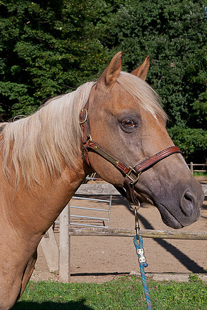 SollyAve_HorseStable-27