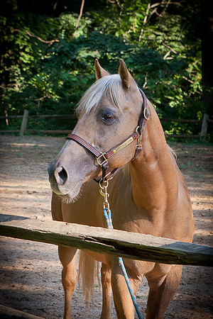 SollyAve_HorseStable-28