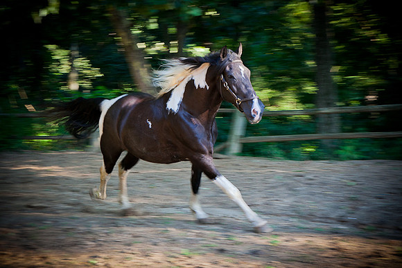 SollyAve_HorseStable-44