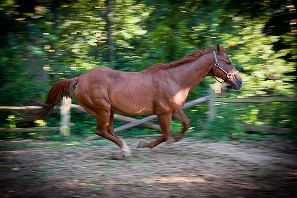 SollyAve_HorseStable-40