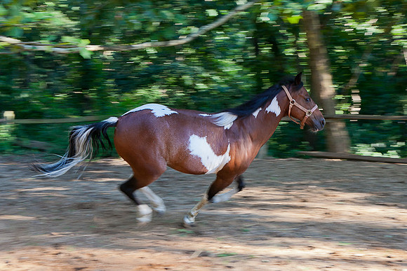 SollyAve_HorseStable-34