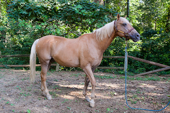 SollyAve_HorseStable-29