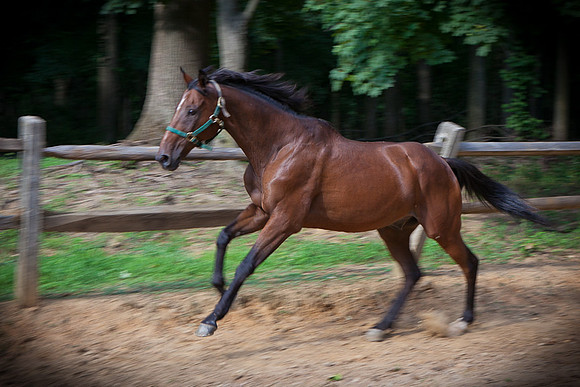 SollyAve_HorseStable-15