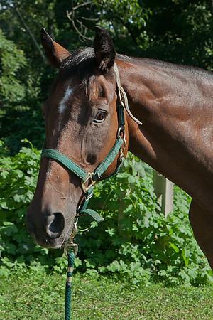 SollyAve_HorseStable-10