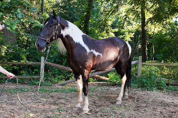 SollyAve_HorseStable-43