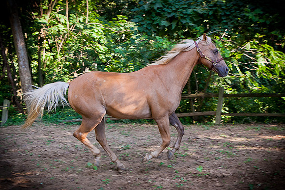 SollyAve_HorseStable-31