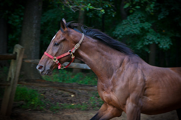 SollyAve_HorseStable-24