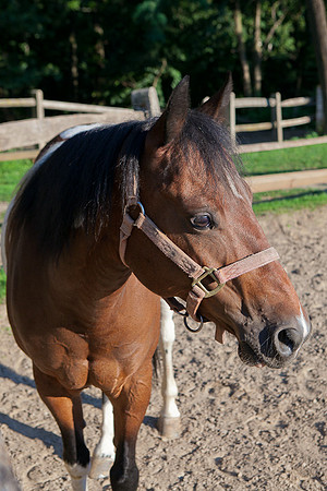 SollyAve_HorseStable-41