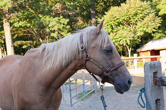 SollyAve_HorseStable-50