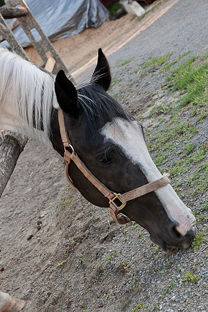 SollyAve_HorseStable-49