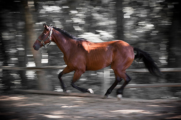 SollyAve_HorseStable-17