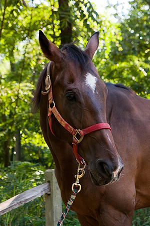 SollyAve_HorseStable-20