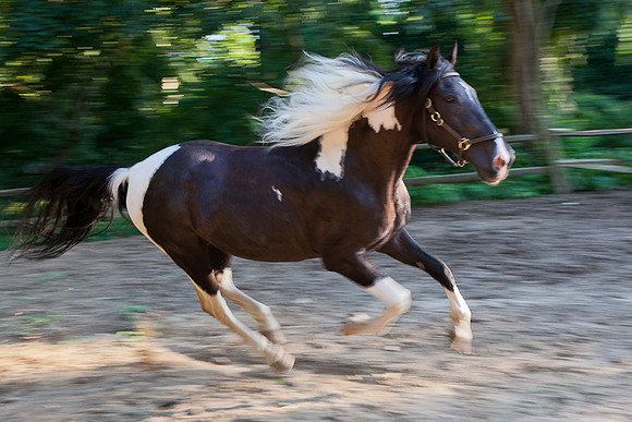 SollyAve_HorseStable-46