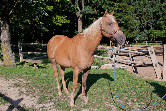 SollyAve_HorseStable-26