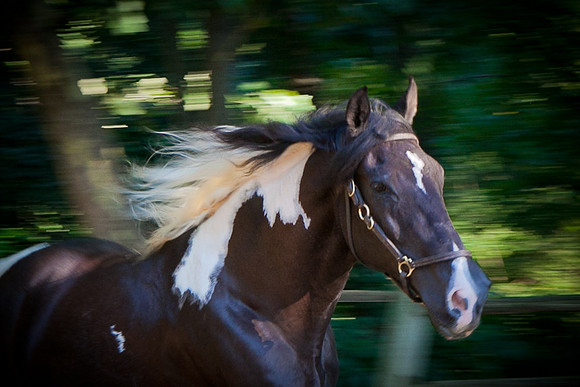 SollyAve_HorseStable-45