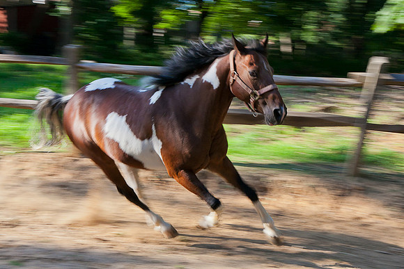 SollyAve_HorseStable-33