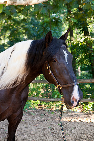 SollyAve_HorseStable-42