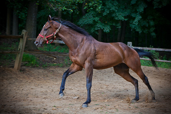 SollyAve_HorseStable-23