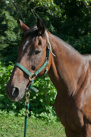SollyAve_HorseStable-09