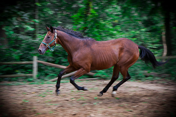 SollyAve_HorseStable-18