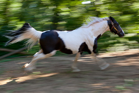 SollyAve_HorseStable-08