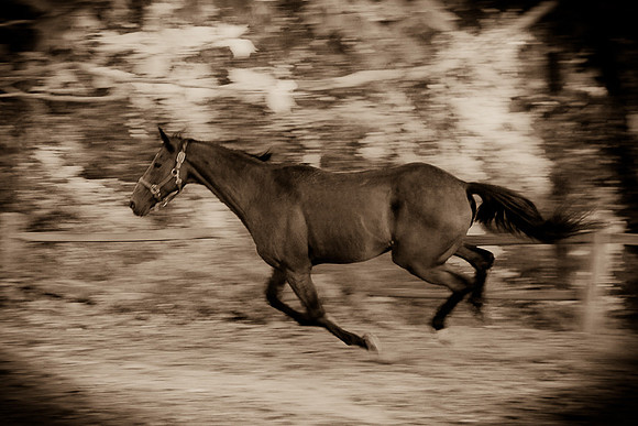 SollyAve_HorseStable-16