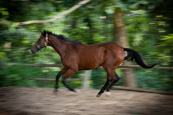SollyAve_HorseStable-14