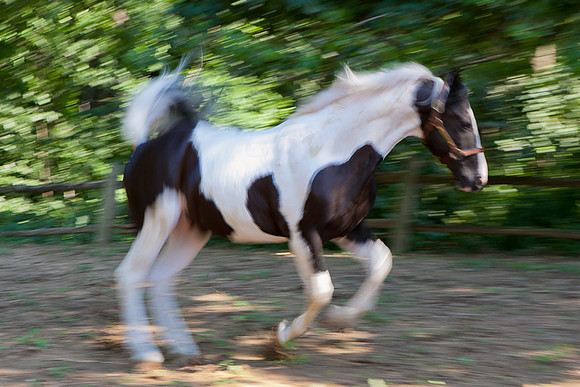 SollyAve_HorseStable-06