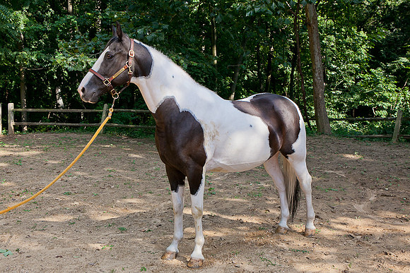 SollyAve_HorseStable-05