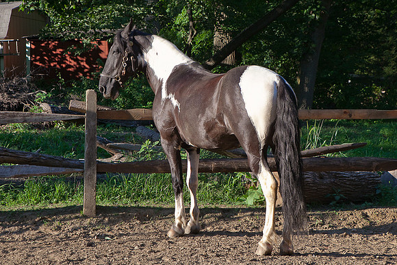 SollyAve_HorseStable-47