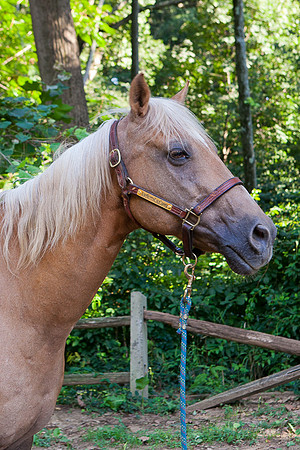 SollyAve_HorseStable-30