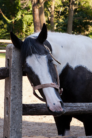 SollyAve_HorseStable-39