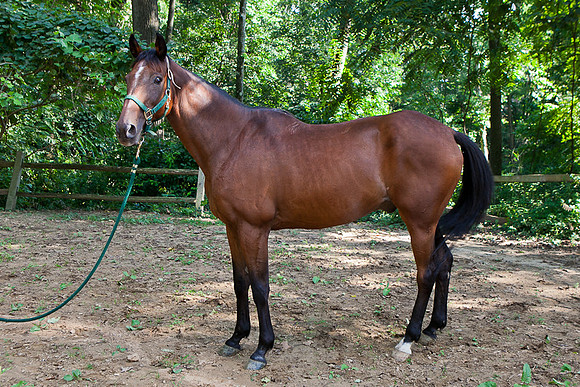 SollyAve_HorseStable-11