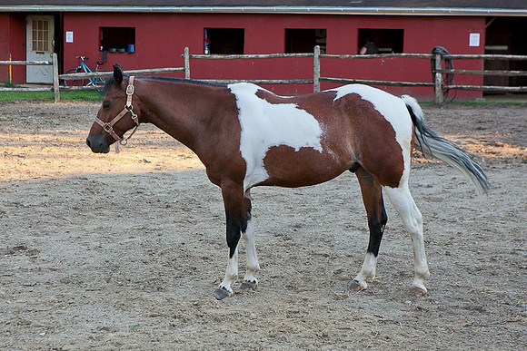 SollyAve_HorseStable-51