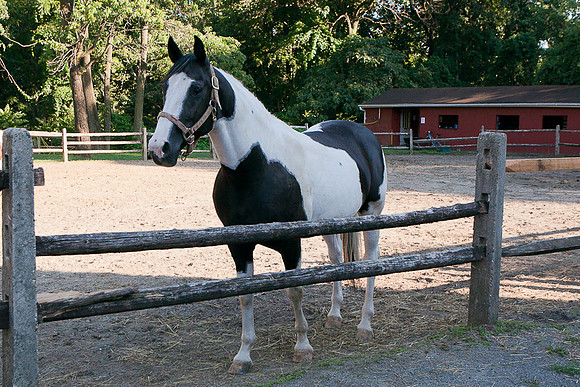 SollyAve_HorseStable-38
