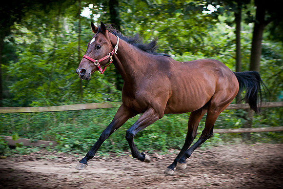 SollyAve_HorseStable-22
