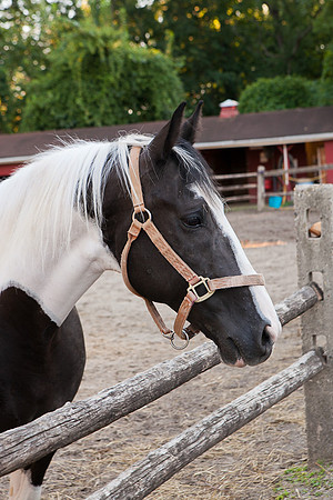 SollyAve_HorseStable-52