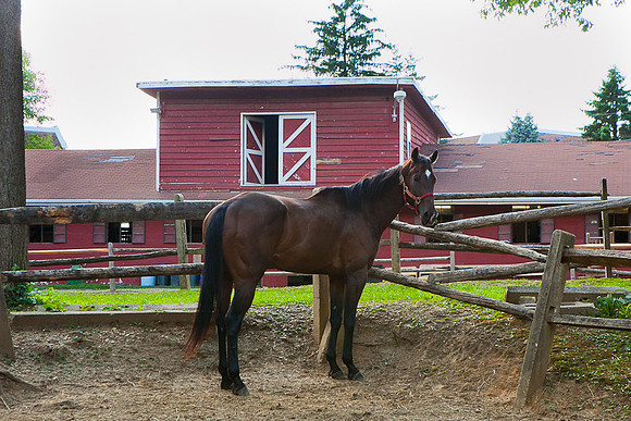 SollyAve_HorseStable-25