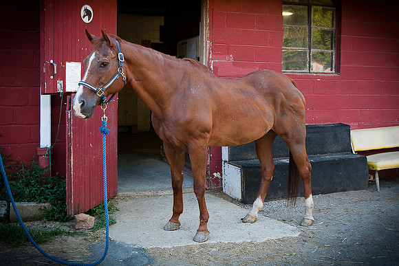SollyAve_HorseStable-36